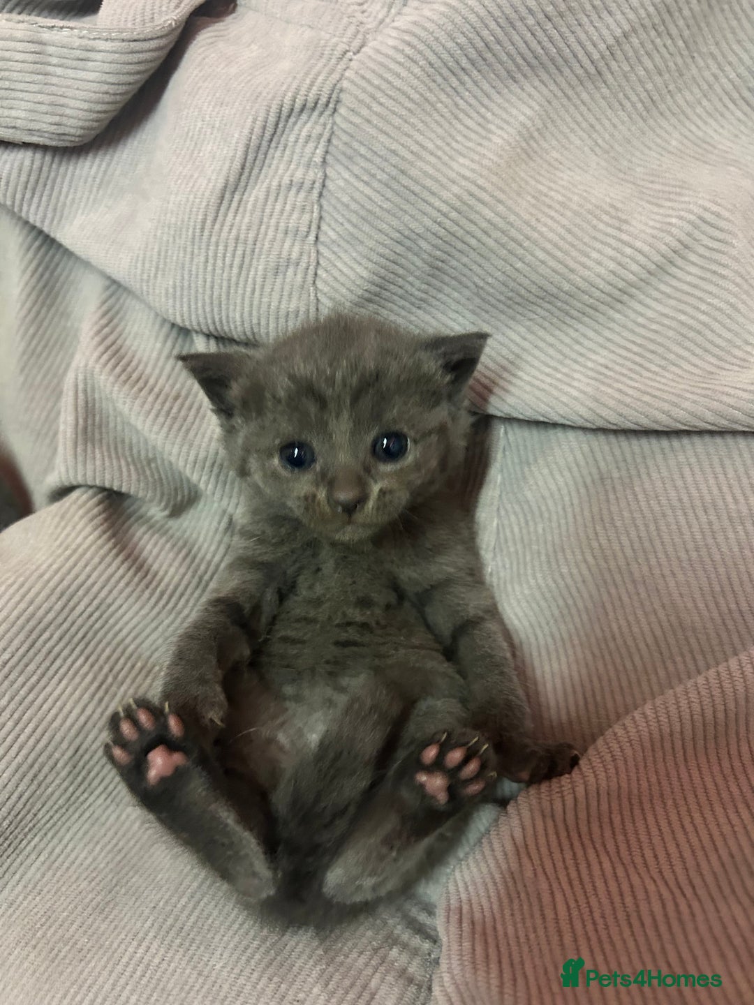 Russian Blue cats for sale: One beautiful Russian blue girl left 🩷 - Advert 3