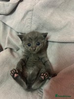 Russian Blue cats One beautiful Russian blue girl left 🩷 - Advert 1