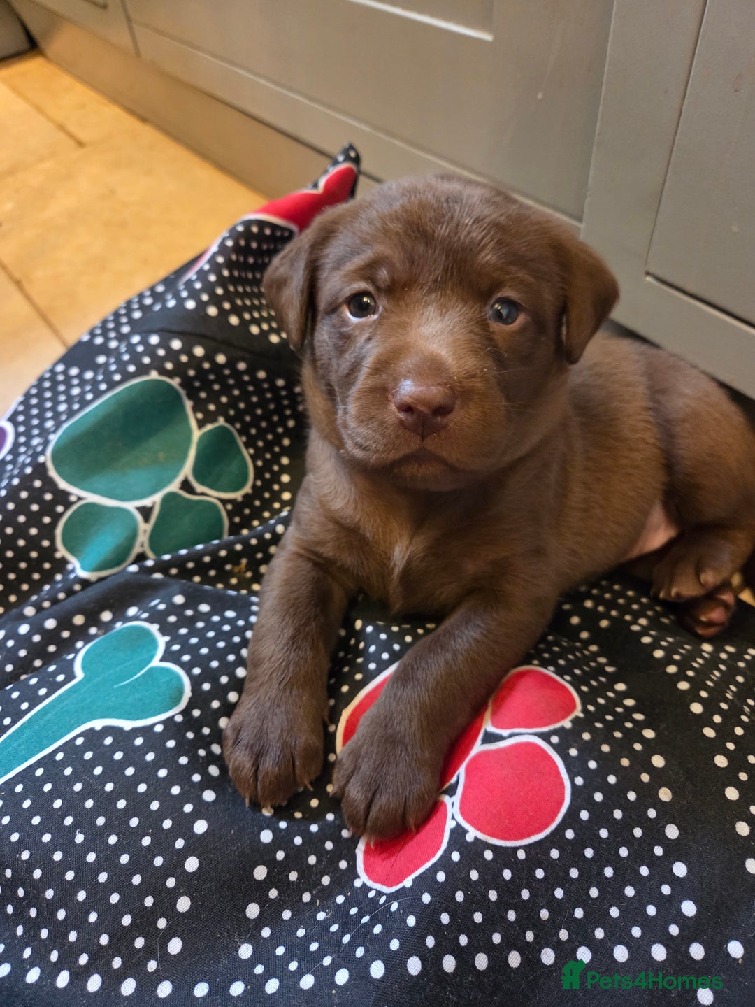Labrador Retriever dogs for sale: 8 gorgeous chocolate/yellow girl & boy lab pups  - Image 1