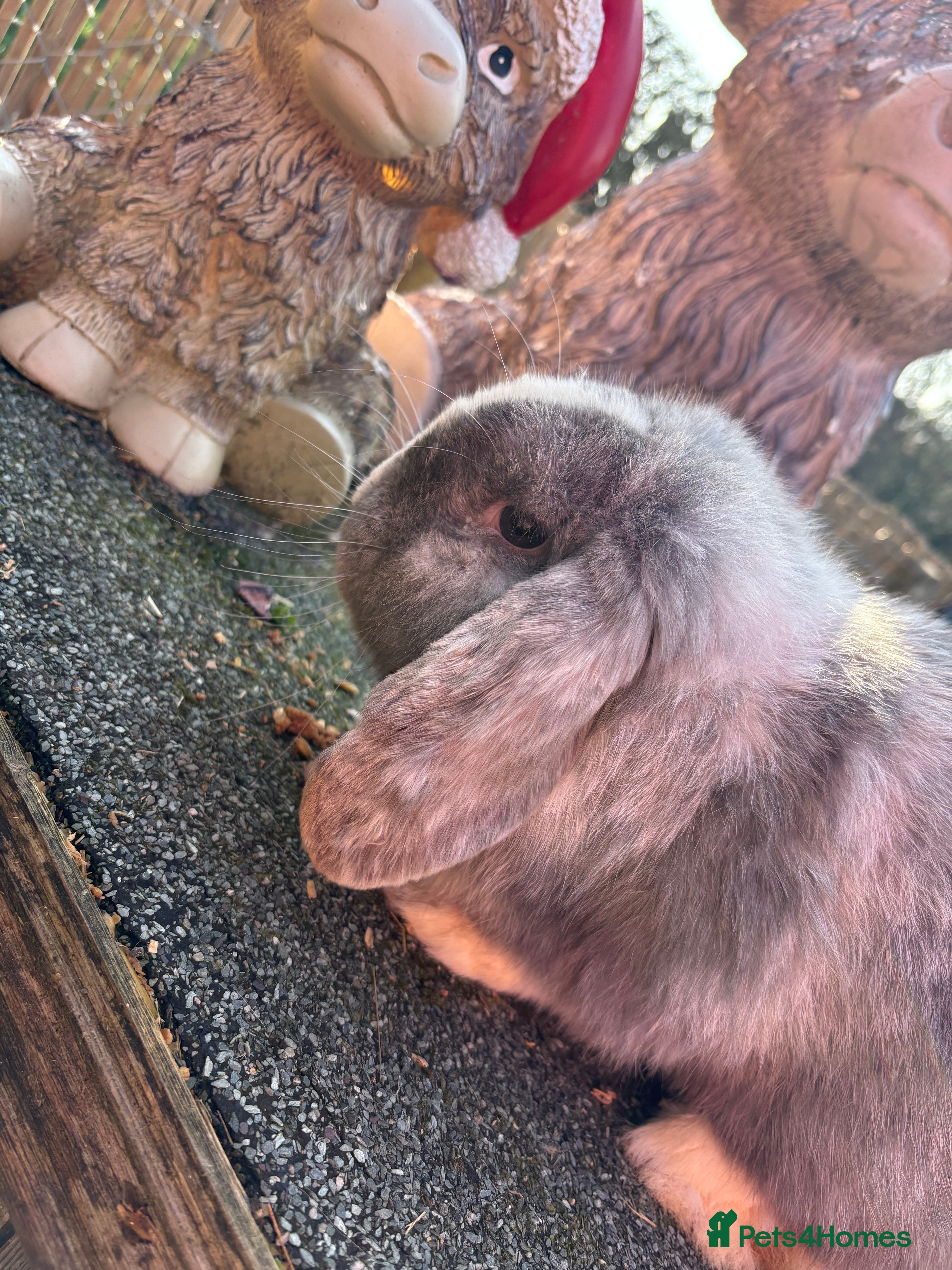 English Lop rabbits Beautiful lop boys😍🩵 - Advert 1