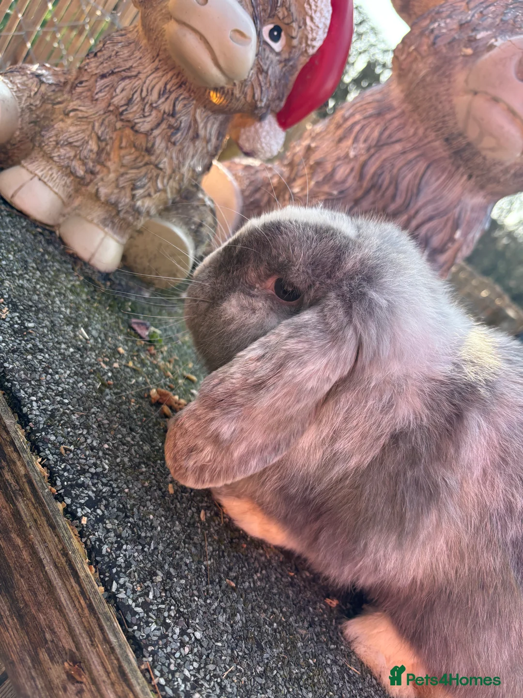 English Lop rabbits for sale: Beautiful lop boys😍🩵 - Advert 1