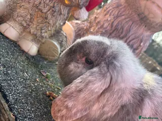 English Lop rabbits Beautiful lop boys😍🩵 - Advert 12