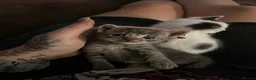 Mixed Breed cats for sale: Beautiful kittens for sale - Advert 3