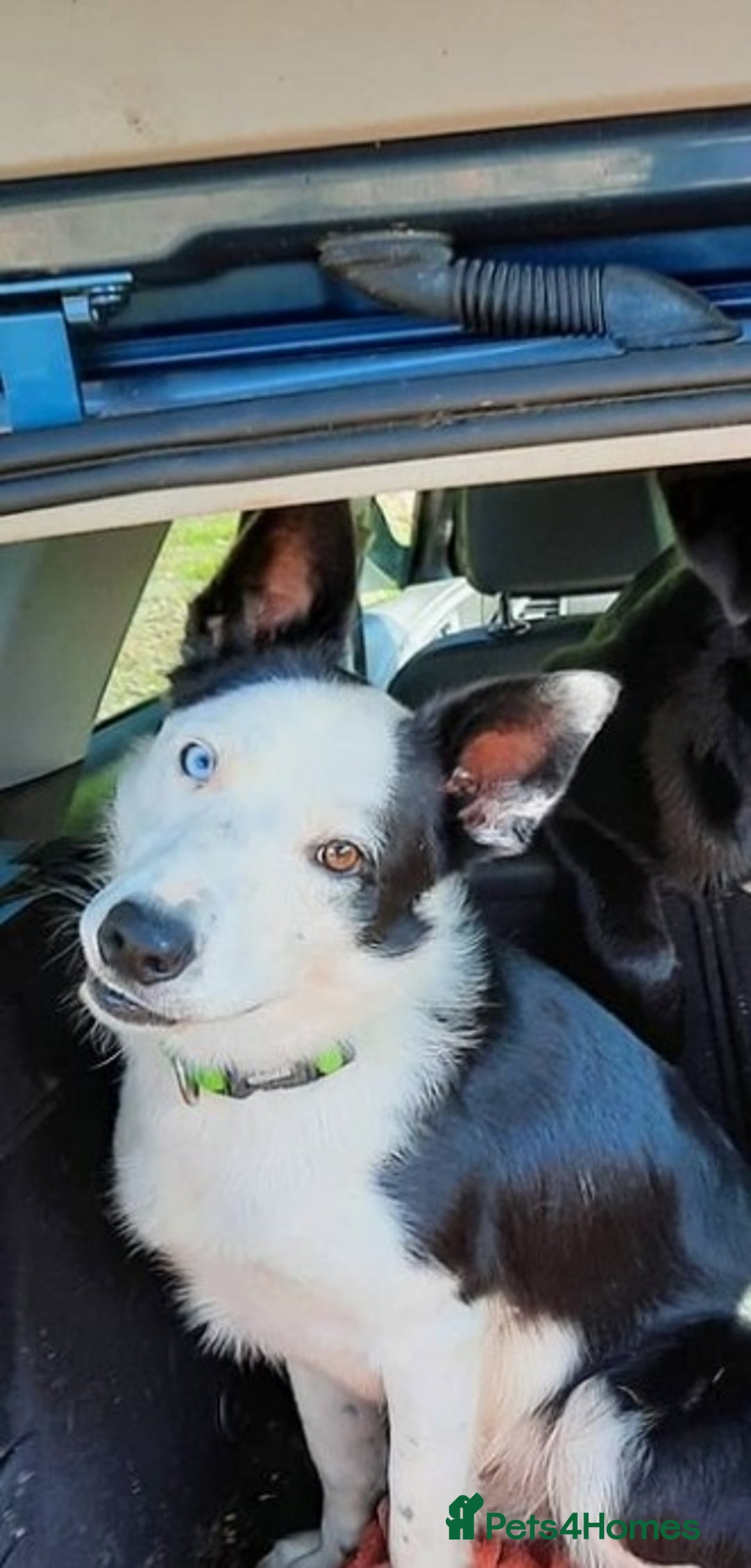 Border Collie dogs for stud: For stud only in Blackwood - Advert 9