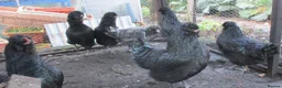 Chickens poultry for sale: large black Araucana pullets(blue/green egg layers - Advert 4