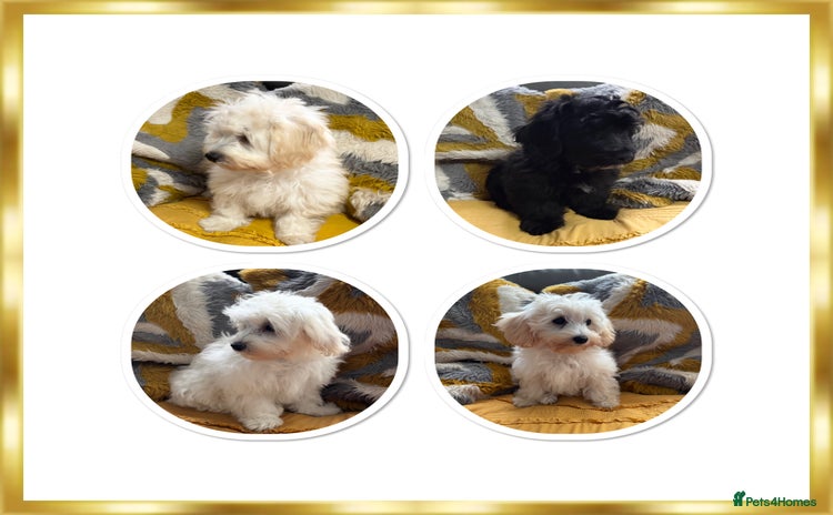 Maltipoo dogs in Newark - Advert 3