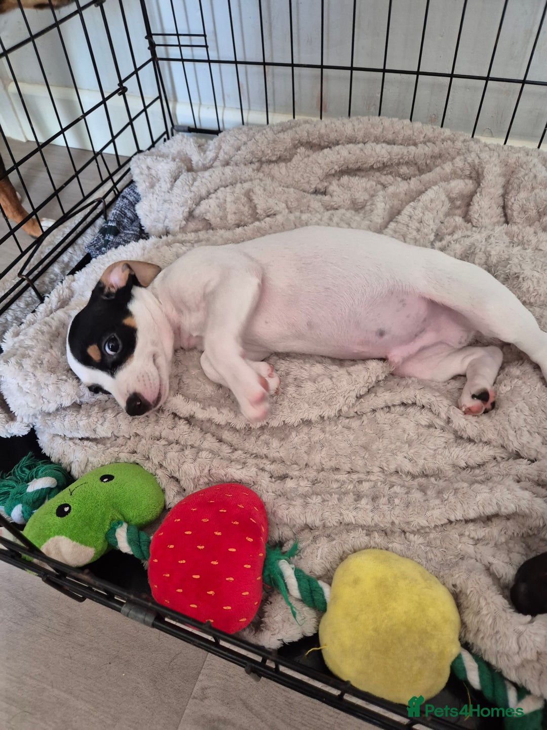 Jack Russell dogs for sale: 1 remaining white & black Jack Russell boy in Taunton - Image 3