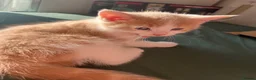 Mixed Breed cats for sale: Cream - Advert 5