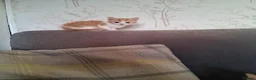 Mixed Breed cats for sale: 2 beautiful ginger and white kittens - Advert 9
