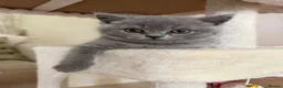 British Shorthair cats for sale: Chunky teddy bear GCCF British shorthair  - Advert 16