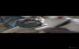 Mixed Breed cats for sale: Kittens ready now  - Image 4