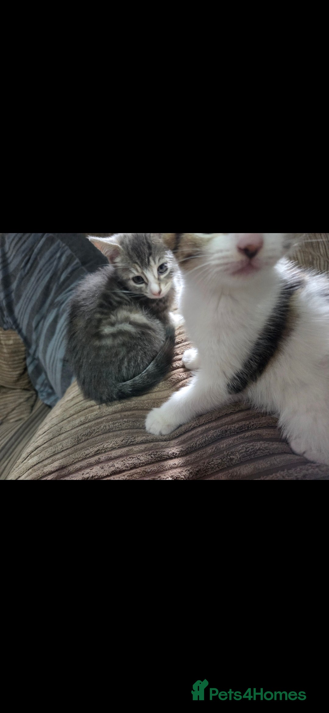 Mixed Breed cats for sale: Kittens ready now  - Image 4