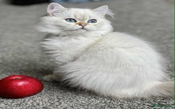 British Shorthair cats for sale: BSH TICA Girls for sale - Image 15