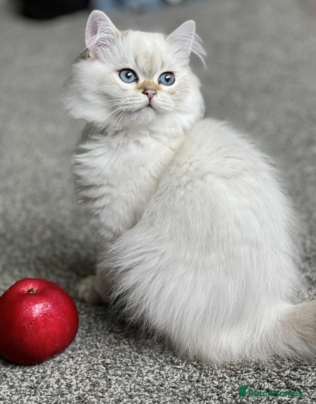 British Shorthair cats for sale: BSH TICA Girls for sale - Image 15