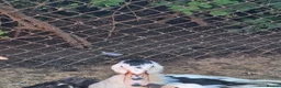 Ducks poultry for sale: Beautiful male muscovy drake  in Ashford - Advert 3