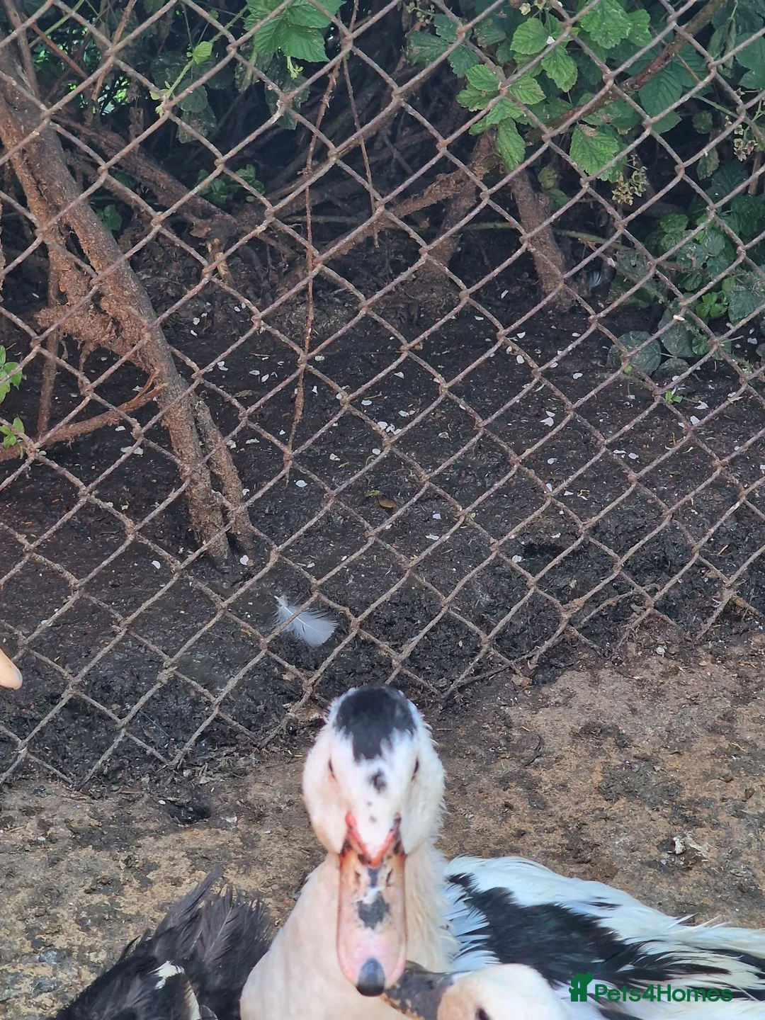Ducks poultry for sale: Beautiful male muscovy drake  in Ashford - Advert 3