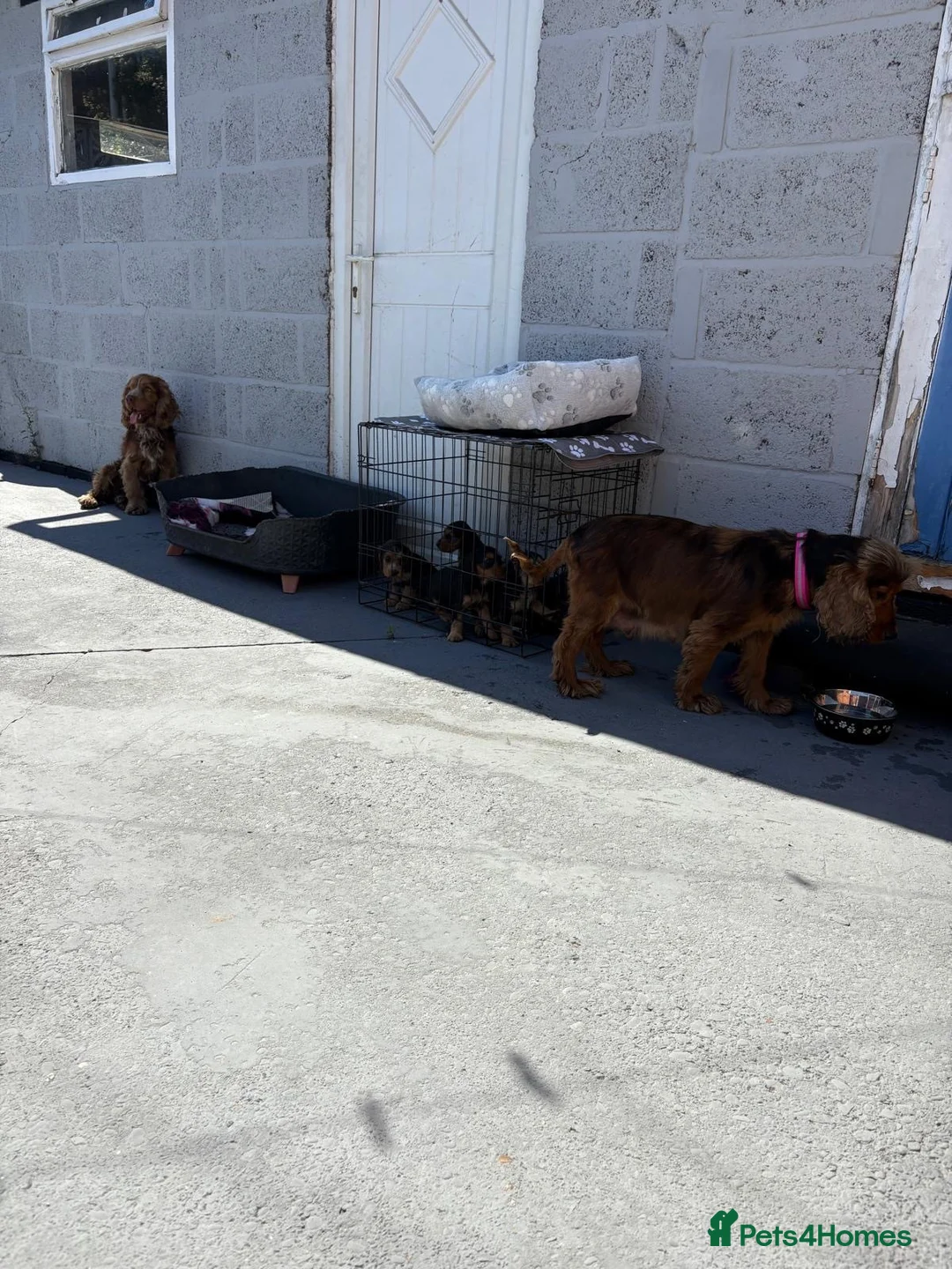 Cocker Spaniel dogs for sale: Show type cocker spaniel puppies in Doncaster - Advert 1