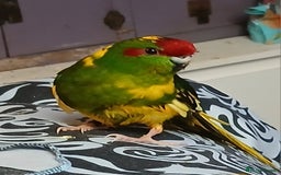 Parakeets birds for sale: Kakariki's x4 handreared kakariki's  - Image 13