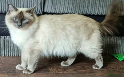 Ragdoll cats for sale: Blue Point Ragdoll Kittens for sale   - Image 21
