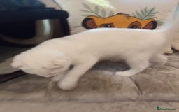 Scottish Fold cats for sale: 1 cutie cream folded girl & 1 straight cream  girl - Image 19