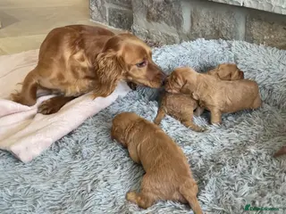 Cockapoo dogs 5⭐️ Red F1 cockapoo pups. Clear genetics - Advert 6