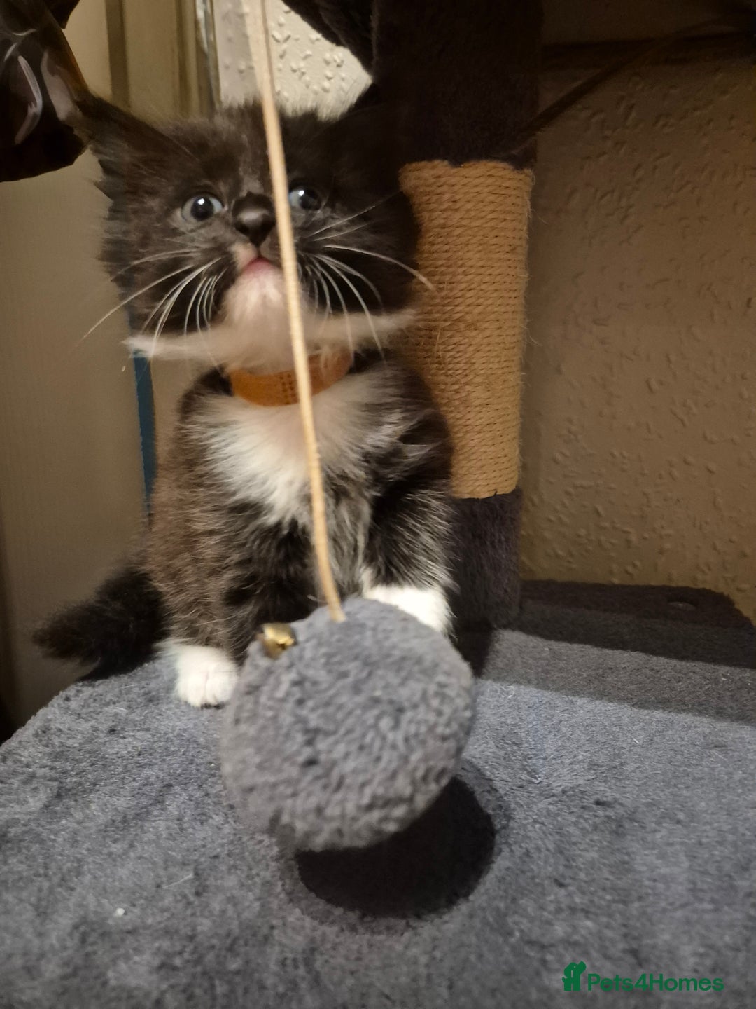 Mixed Breed cats for sale: Half Ragdoll kittens  - Advert 9