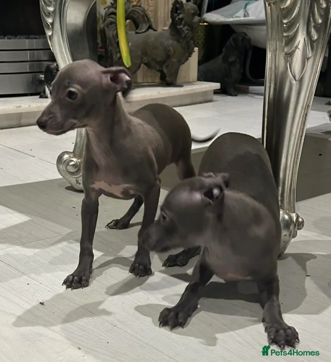Italian Greyhound dogs for sale: 20 th feb KC reg quality  Just 1 blue boy & girl - Advert 8