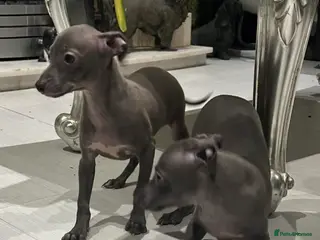 Italian Greyhound dogs 12 th feb KC reg quality Just 1 blue boy & girl - Advert 3
