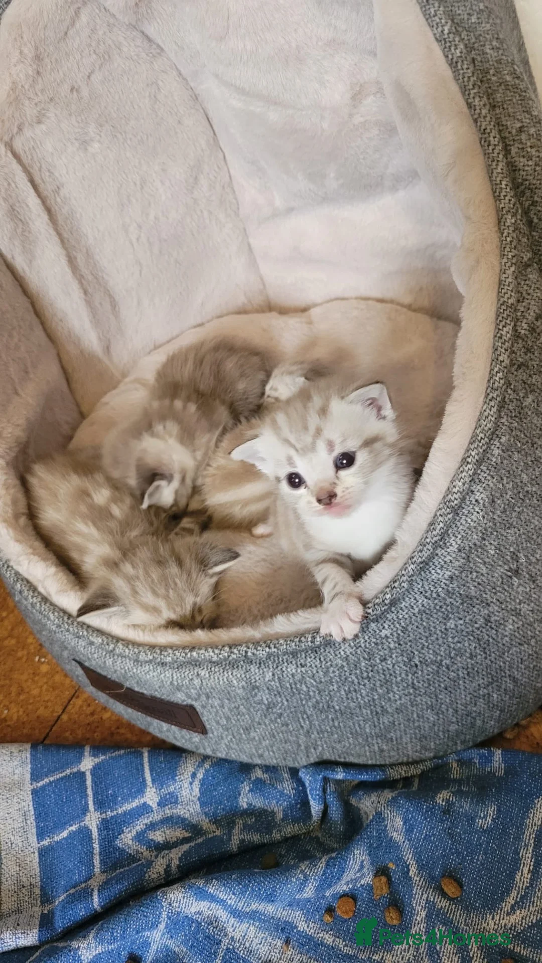 Mixed Breed cats for sale: Litter of white tabby cats  - Advert 11