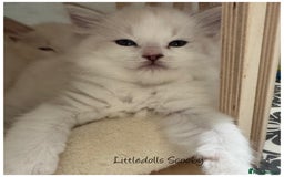 Ragdoll cats for sale: Champion line Ragdoll kittens GCCF registered - Image 3
