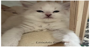 Ragdoll cats - Advert 15