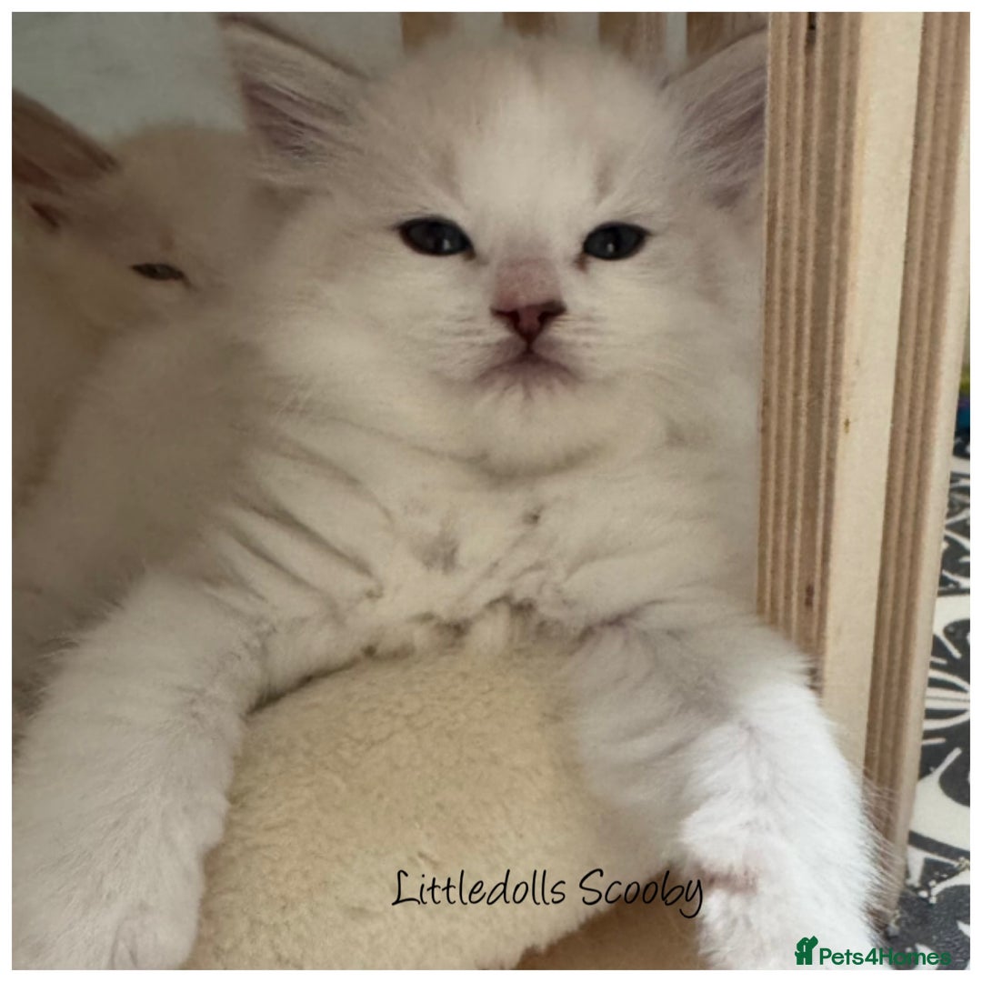 Ragdoll cats for sale: Champion line Ragdoll kittens GCCF registered - Image 3