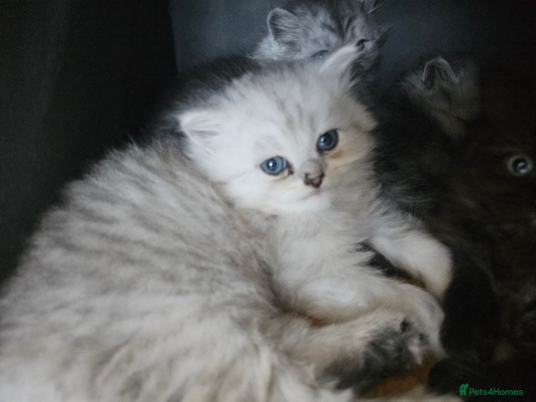 Persian cats for sale: Persian kittens for sale - Image 21