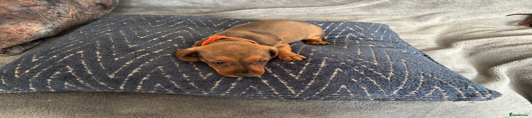 Miniature Dachshund Orange