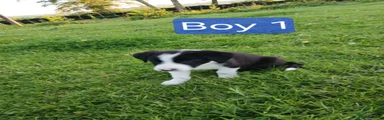 Border Collie Boy