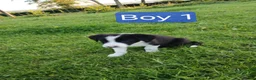 Border Collie dogs for sale: Border collie pups for sale - Advert 6