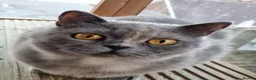 British Shorthair cats for sale: British Shorthair blue/cream girl.  - Advert 12
