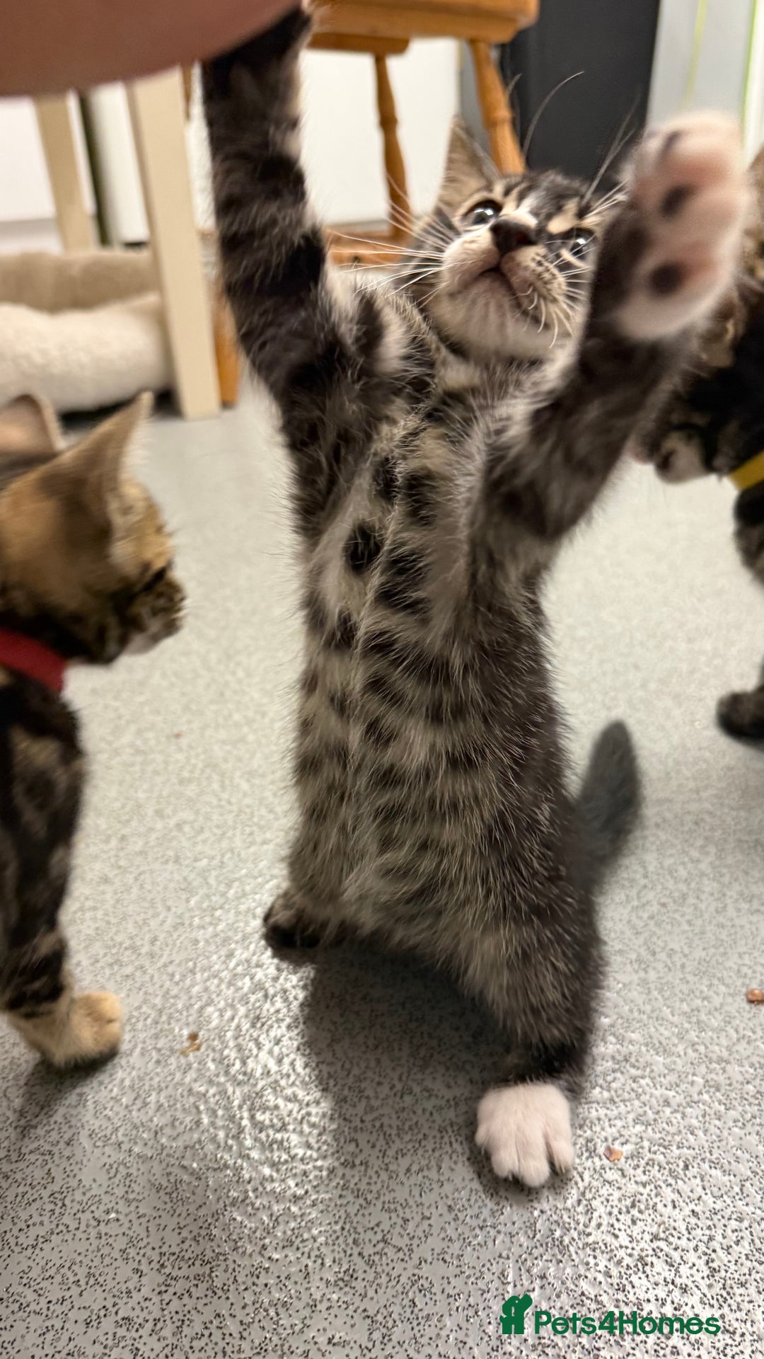 Mixed Breed cats for sale: Male kitten - Advert 3