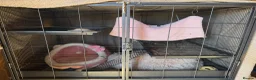 Ferret rodents for sale: 2 female ferrets  - Advert 3