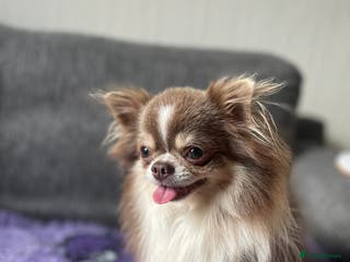 Chihuahua dogs Lilac Tri Colour Long Coat Chihuahua Stud - Advert 5