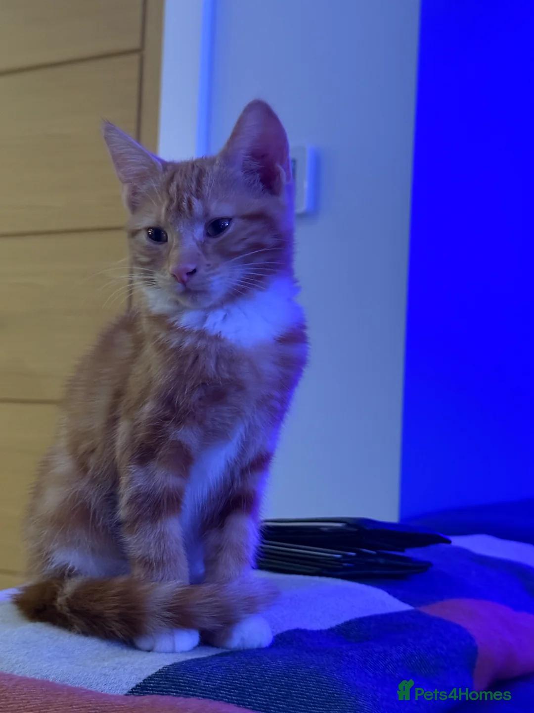 Mixed Breed cats for sale:  9 month ginger girl looking for forever home. - Advert 7