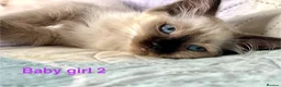 Ragdoll cats for sale: Socialised Baby Ragdoll Kittens ready now  - Advert 7