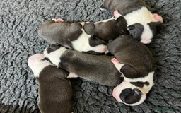 Boston Terrier dogs for sale: Champ bloodline (KC) Boston Terrier pups 💕 - Image 16
