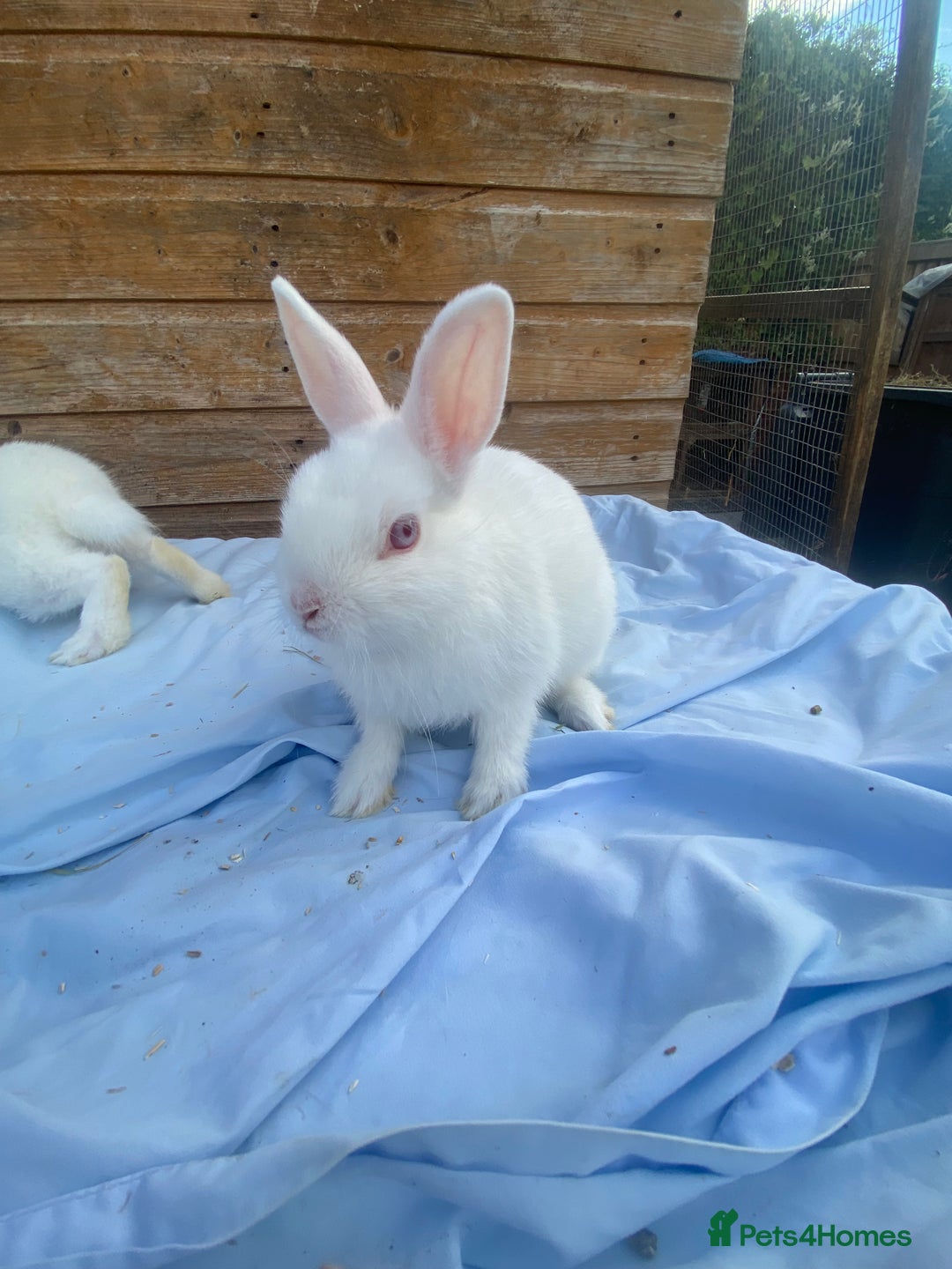 Netherland Dwarf rabbits for sale: Netherland dwarfs  - Image 4