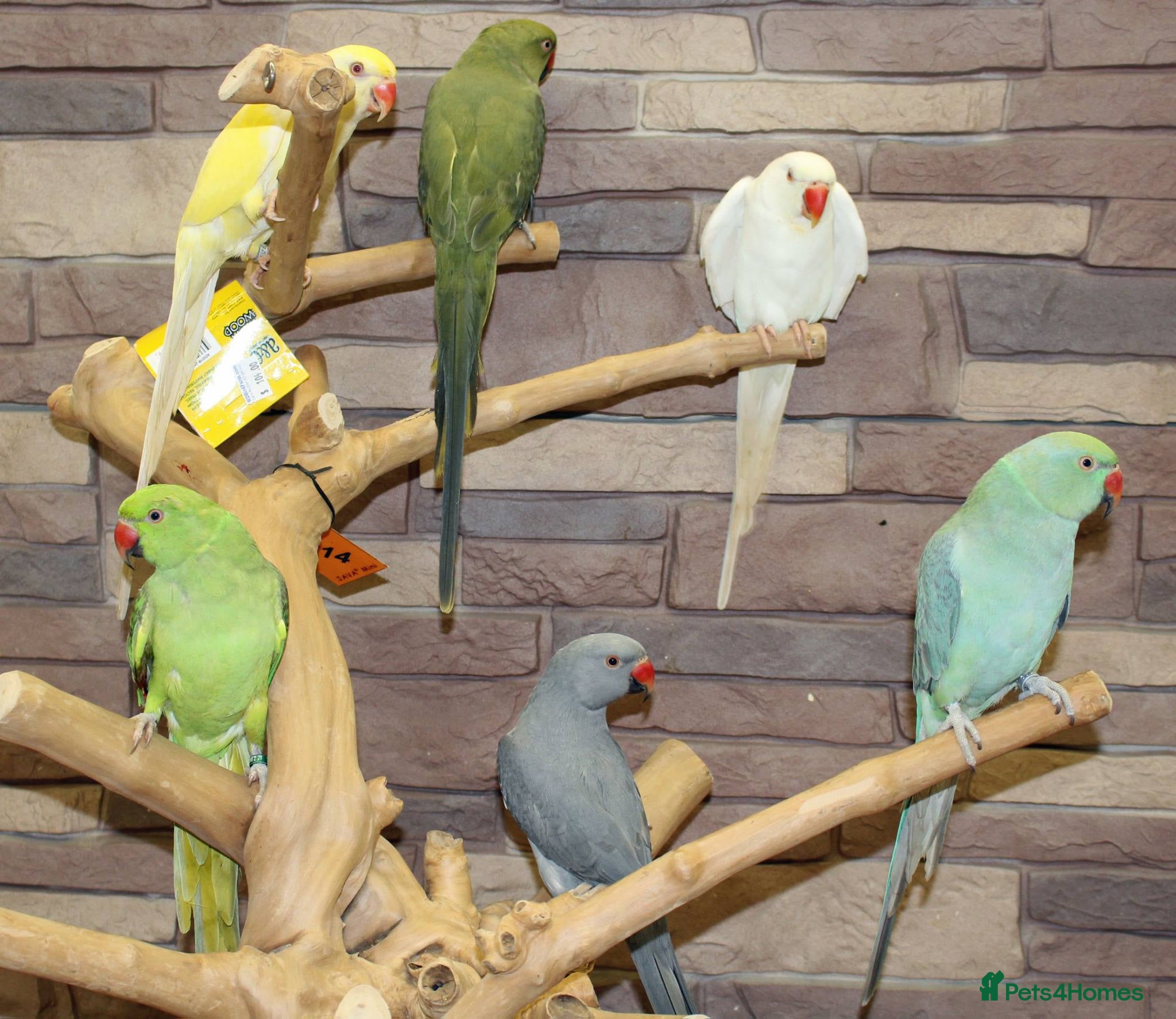 Ringnecks birds Ringnecks  - Advert 1