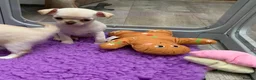 Chihuahua dogs for sale: 5* LICENSED. Gorgeous KC Chihuahua GIRLS - Advert 7