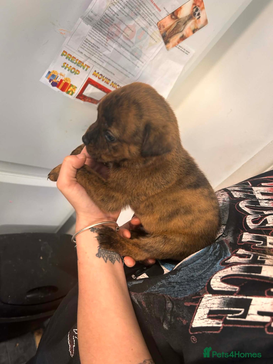 Mixed Breed dogs for sale: Beautiful Rottweiler x bullmastiff puppies - Advert 9
