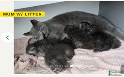 Scottish Fold cats for sale: Scottish straight  - Image 3