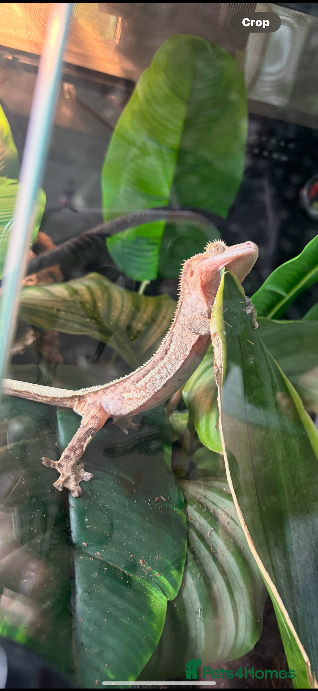 Gecko reptiles for sale: Female crested gecko & setup - Advert 6