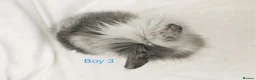 Lionhead rabbits for sale: Double mane lionhead rabbits - Advert 25